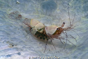 Mushroom coral shrimp Hamopontonia carallicola by Jose Maria Abad Ortega 